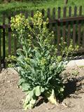 Kohlrabi 